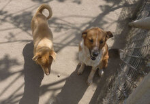 BRANDI, Hund, Mischlingshund in Bulgarien - Bild 6