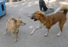 BRANDI, Hund, Mischlingshund in Bulgarien - Bild 7