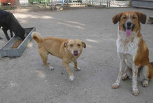 BRANDI, Hund, Mischlingshund in Bulgarien - Bild 8