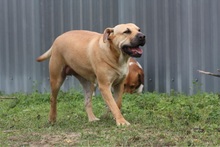 ISOLDE, Hund, Shar Pei in Ungarn - Bild 4