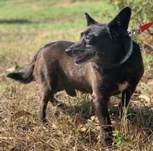 BUDA, Hund, Mischlingshund in Portugal - Bild 7