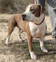 JOSE, Hund, American Staffordshire Terrier in Spanien - Bild 4