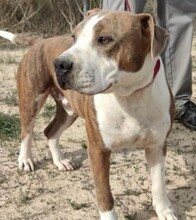JOSE, Hund, American Staffordshire Terrier in Spanien - Bild 6