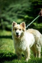 HERMINE, Hund, Mischlingshund in Ungarn - Bild 1