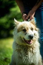 HERMINE, Hund, Mischlingshund in Ungarn - Bild 10