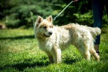HERMINE, Hund, Mischlingshund in Ungarn - Bild 2