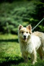 HERMINE, Hund, Mischlingshund in Ungarn - Bild 3