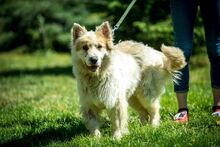 HERMINE, Hund, Mischlingshund in Ungarn - Bild 4