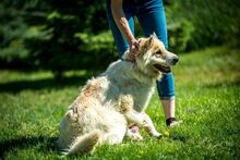HERMINE, Hund, Mischlingshund in Ungarn - Bild 5