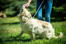 HERMINE, Hund, Mischlingshund in Ungarn - Bild 6