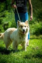 HERMINE, Hund, Mischlingshund in Ungarn - Bild 7