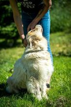 HERMINE, Hund, Mischlingshund in Ungarn - Bild 8