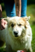HERMINE, Hund, Mischlingshund in Ungarn - Bild 9