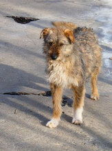 KETANI, Hund, Mischlingshund in Bulgarien - Bild 1