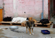 KETANI, Hund, Mischlingshund in Bulgarien - Bild 11