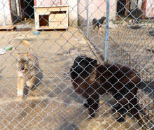 KETANI, Hund, Mischlingshund in Bulgarien - Bild 4