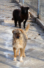 KETANI, Hund, Mischlingshund in Bulgarien - Bild 5
