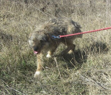 KETANI, Hund, Mischlingshund in Bulgarien - Bild 6