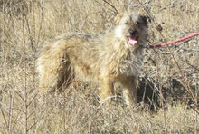 KETANI, Hund, Mischlingshund in Bulgarien - Bild 8