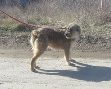 KETANI, Hund, Mischlingshund in Bulgarien - Bild 9