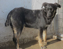 ENYA, Hund, Mischlingshund in Bulgarien - Bild 1