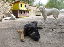 ENYA, Hund, Mischlingshund in Bulgarien - Bild 10
