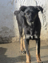 ENYA, Hund, Mischlingshund in Bulgarien - Bild 2