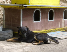 ENYA, Hund, Mischlingshund in Bulgarien - Bild 4