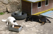 ENYA, Hund, Mischlingshund in Bulgarien - Bild 5