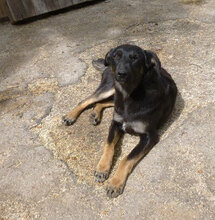 ENYA, Hund, Mischlingshund in Bulgarien - Bild 6