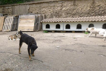 ENYA, Hund, Mischlingshund in Bulgarien - Bild 7