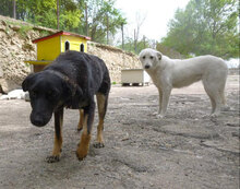 ENYA, Hund, Mischlingshund in Bulgarien - Bild 8