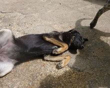 ENYA, Hund, Mischlingshund in Bulgarien - Bild 9