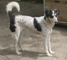 CHARLI, Hund, Mischlingshund in Bulgarien - Bild 1