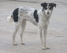 CHARLI, Hund, Mischlingshund in Bulgarien - Bild 11