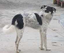 CHARLI, Hund, Mischlingshund in Bulgarien - Bild 12