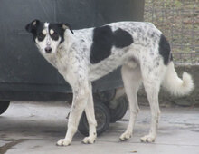 CHARLI, Hund, Mischlingshund in Bulgarien - Bild 13
