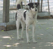 CHARLI, Hund, Mischlingshund in Bulgarien - Bild 14