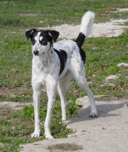 CHARLI, Hund, Mischlingshund in Bulgarien - Bild 16