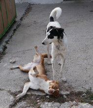 CHARLI, Hund, Mischlingshund in Bulgarien - Bild 17