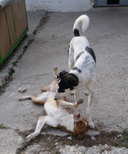 CHARLI, Hund, Mischlingshund in Bulgarien - Bild 18