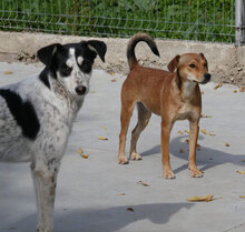 CHARLI, Hund, Mischlingshund in Bulgarien - Bild 19