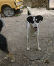CHARLI, Hund, Mischlingshund in Bulgarien - Bild 2
