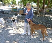 CHARLI, Hund, Mischlingshund in Bulgarien - Bild 20