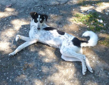 CHARLI, Hund, Mischlingshund in Bulgarien - Bild 21