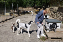 CHARLI, Hund, Mischlingshund in Bulgarien - Bild 22