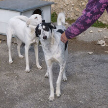 CHARLI, Hund, Mischlingshund in Bulgarien - Bild 23