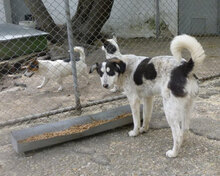 CHARLI, Hund, Mischlingshund in Bulgarien - Bild 3