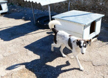 CHARLI, Hund, Mischlingshund in Bulgarien - Bild 4