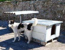 CHARLI, Hund, Mischlingshund in Bulgarien - Bild 5